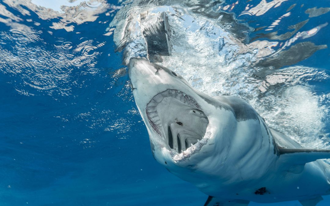 Emotional Intelligence Part 1: Leveraging Fear