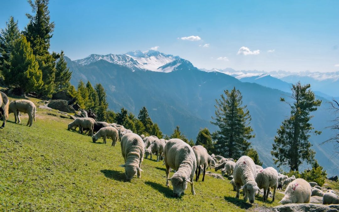 Using Theory of Mind to Out-Execute the Herd